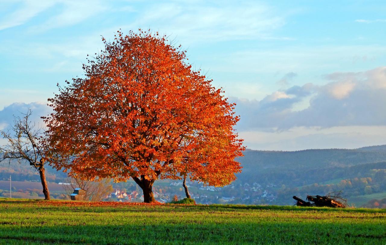 Restaurant Grüner Baum Otel Leidersbach Dış mekan fotoğraf